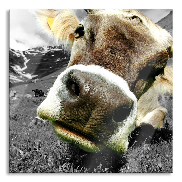 Pixxprint Kuhschnauze Nahaufnahme B&W Detail, Glasbild Quadratisch