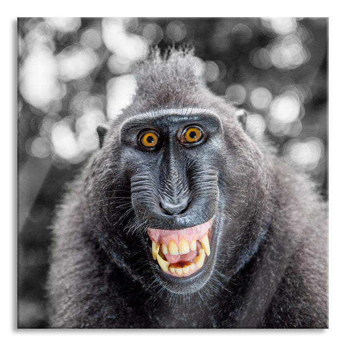 Lustiger Affe lacht mit offenem Maul B&W Detail, Glasbild Quadratisch