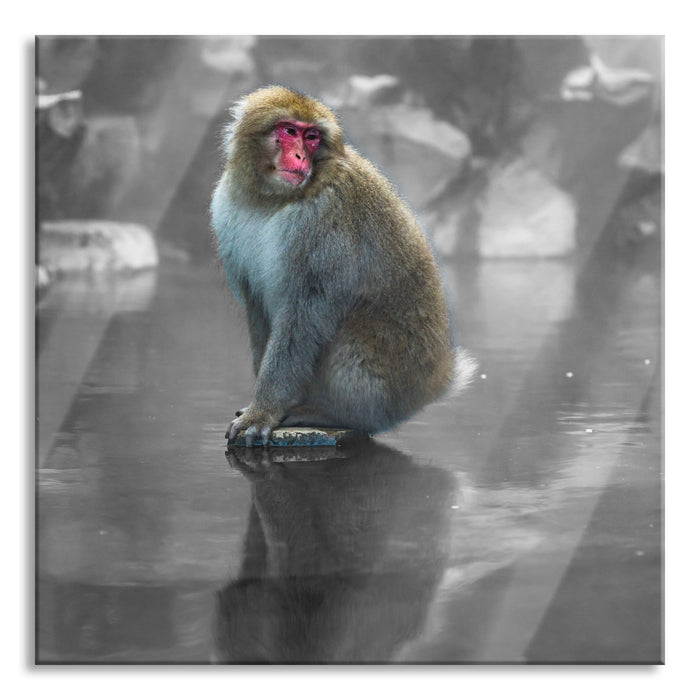 Pixxprint Schneeaffe auf Scholle in heißer Quelle B&W Detail, Glasbild Quadratisch