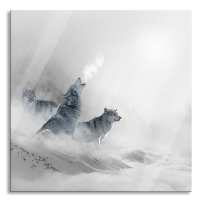 Heulende Wölfe jagen Hirsch im Nebel B&W Detail, Glasbild Quadratisch