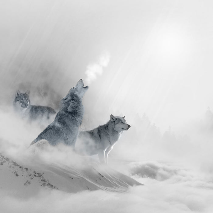 Heulende Wölfe jagen Hirsch im Nebel B&W Detail, Glasbild Quadratisch