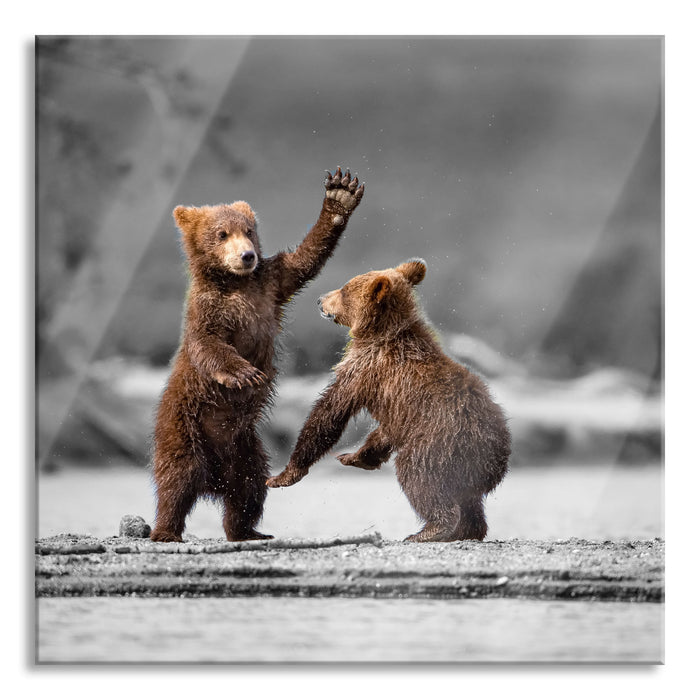 Pixxprint Junge Braunbären spielen am Fluss B&W Detail, Glasbild Quadratisch