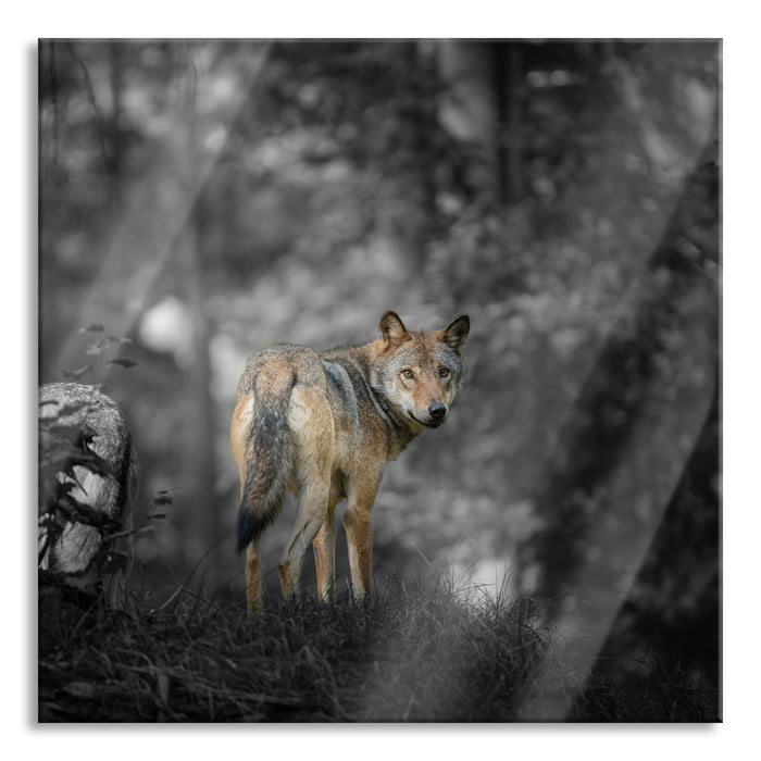 Ängstlicher Wolf im Wald B&W Detail, Glasbild Quadratisch