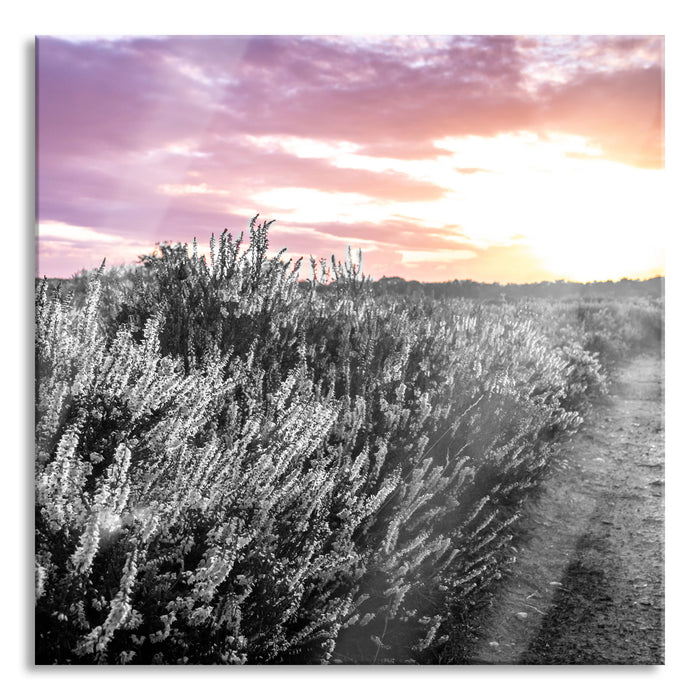Lavendellandschaft bei Sonnenuntergang B&W Detail, Glasbild Quadratisch