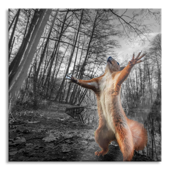 Lustiges Eichhörnchen steht im Wald B&W Detail, Glasbild Quadratisch