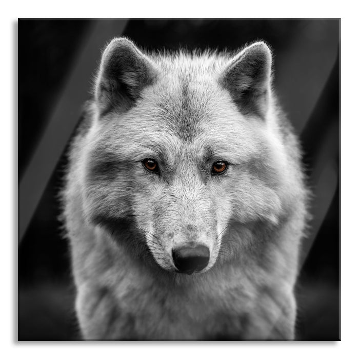 Nahaufnahme junger Polarwolf B&W Detail, Glasbild Quadratisch
