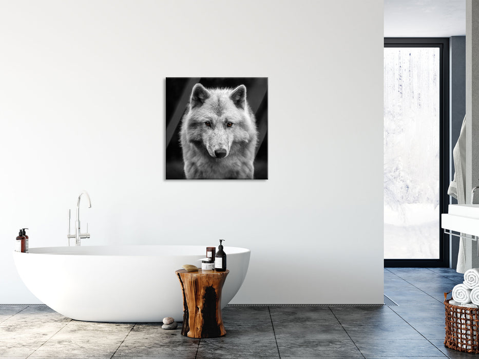 Nahaufnahme junger Polarwolf B&W Detail, Glasbild Quadratisch