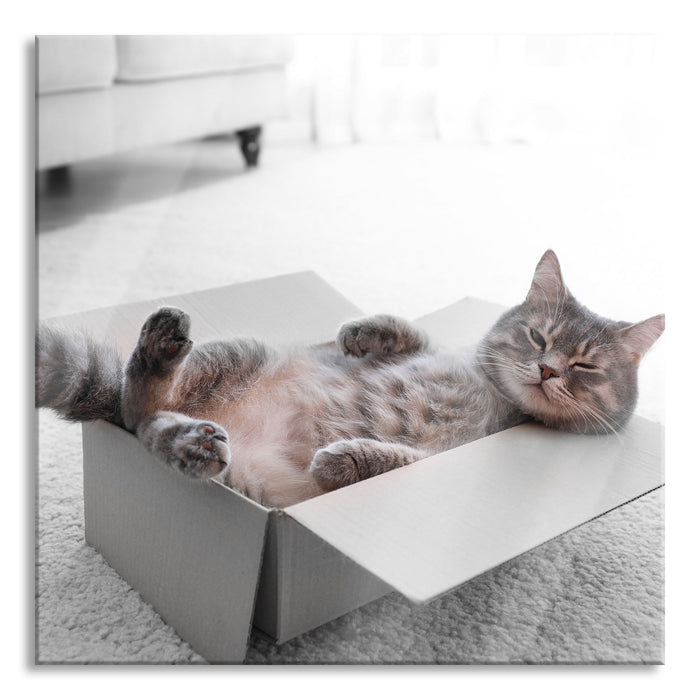 Pixxprint Müde Katze schläft im Karton B&W Detail, Glasbild Quadratisch