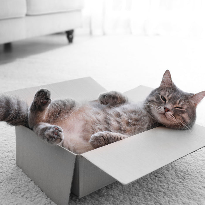 Müde Katze schläft im Karton B&W Detail, Glasbild Quadratisch