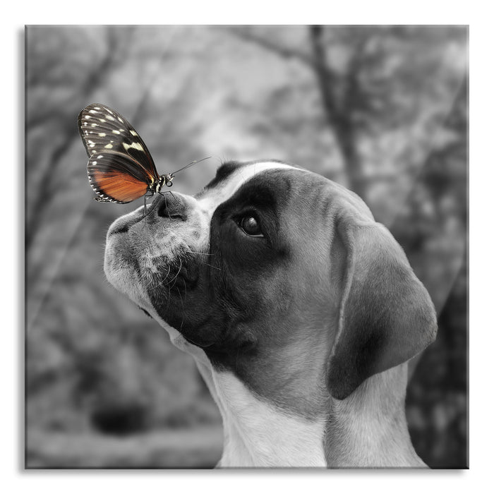 Pixxprint Welpe mit Schmetterling auf der Nase B&W Detail, Glasbild Quadratisch