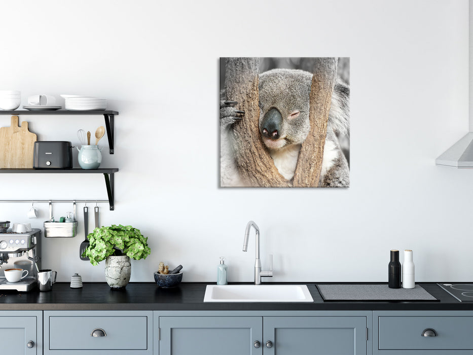 Koala schläft mit Kopf in Astgabel B&W Detail, Glasbild Quadratisch