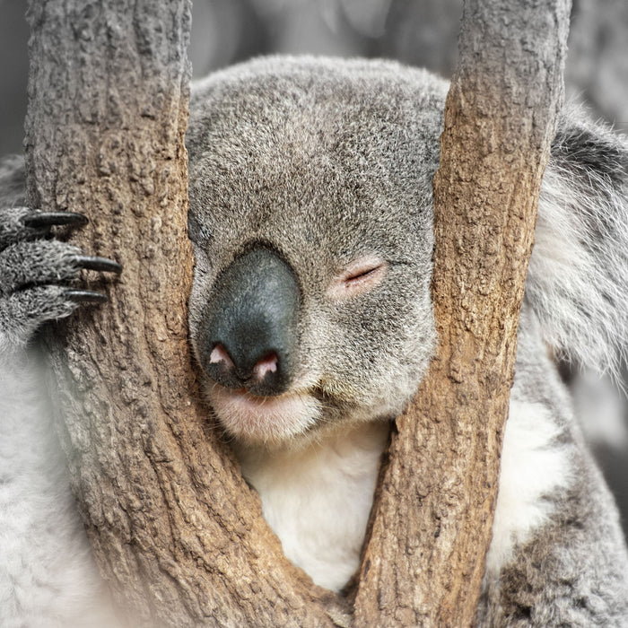 Koala schläft mit Kopf in Astgabel B&W Detail, Glasbild Quadratisch