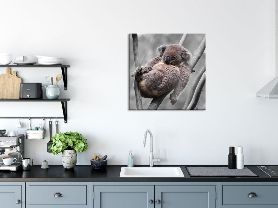 Schlafender Koala in Astgabelung B&W Detail, Glasbild Quadratisch