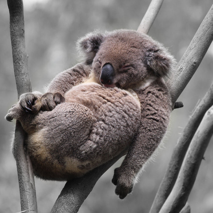 Schlafender Koala in Astgabelung B&W Detail, Glasbild Quadratisch
