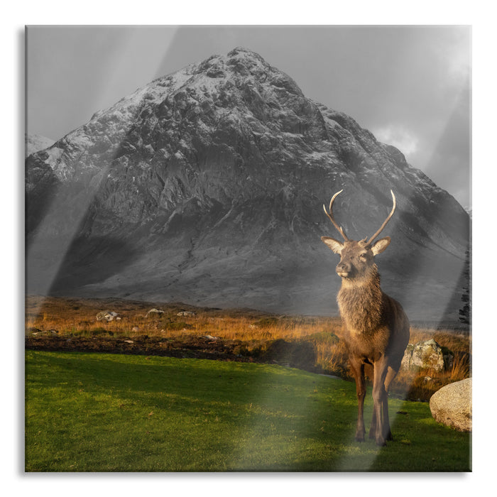 Pixxprint Einsames Rentier vor Berglandschaft B&W Detail, Glasbild Quadratisch