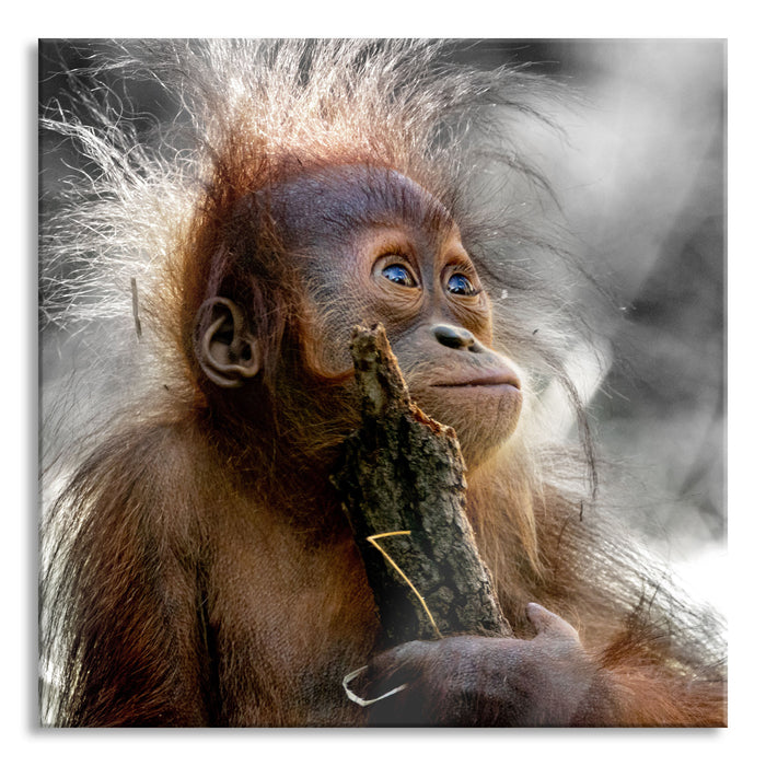 Pixxprint Orang-Utan Baby spielt mit Stock B&W Detail, Glasbild Quadratisch