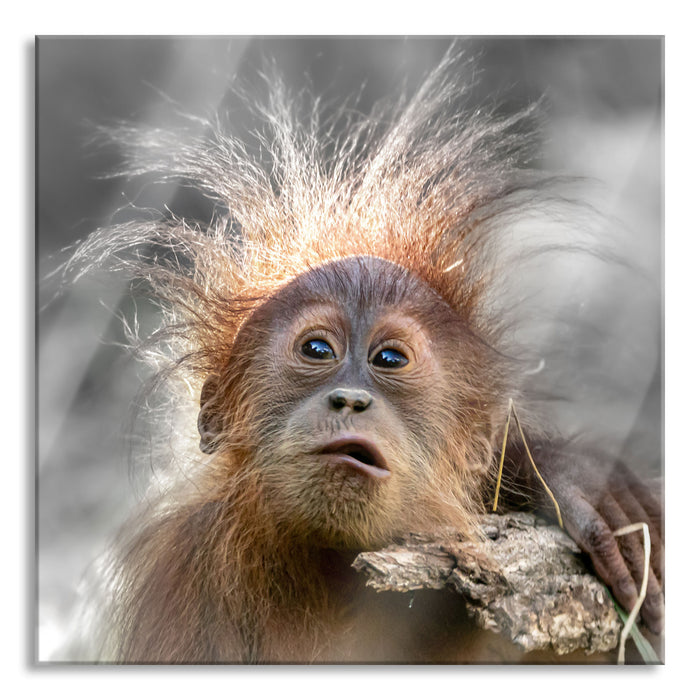 Pixxprint Lustiger Baby Orang-Utan mit Rinde B&W Detail, Glasbild Quadratisch