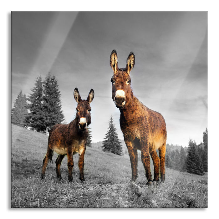 Pixxprint Esel auf Wiese in der Dämmerung B&W Detail, Glasbild Quadratisch