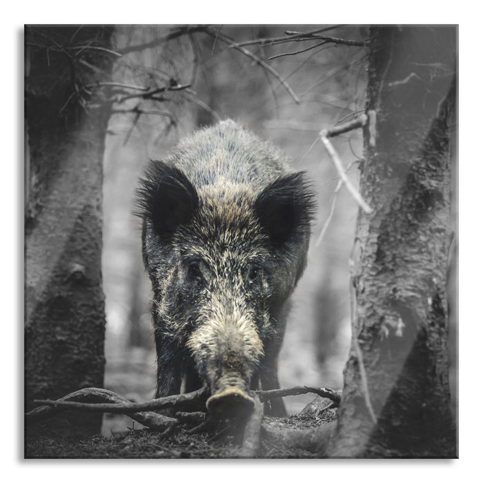 Pixxprint Nahaufnahme Wildschwein im Wald B&W Detail, Glasbild Quadratisch