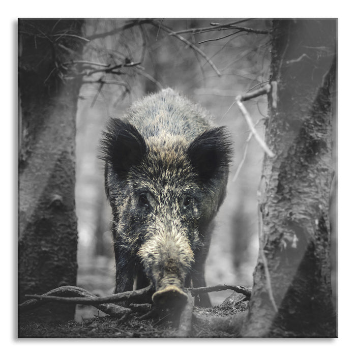 Nahaufnahme Wildschwein im Wald B&W Detail, Glasbild Quadratisch
