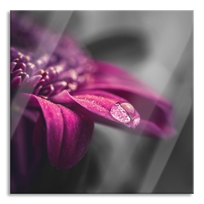 Pixxprint Nahaufnahme Tropfen auf lila Blume B&W Detail, Glasbild Quadratisch