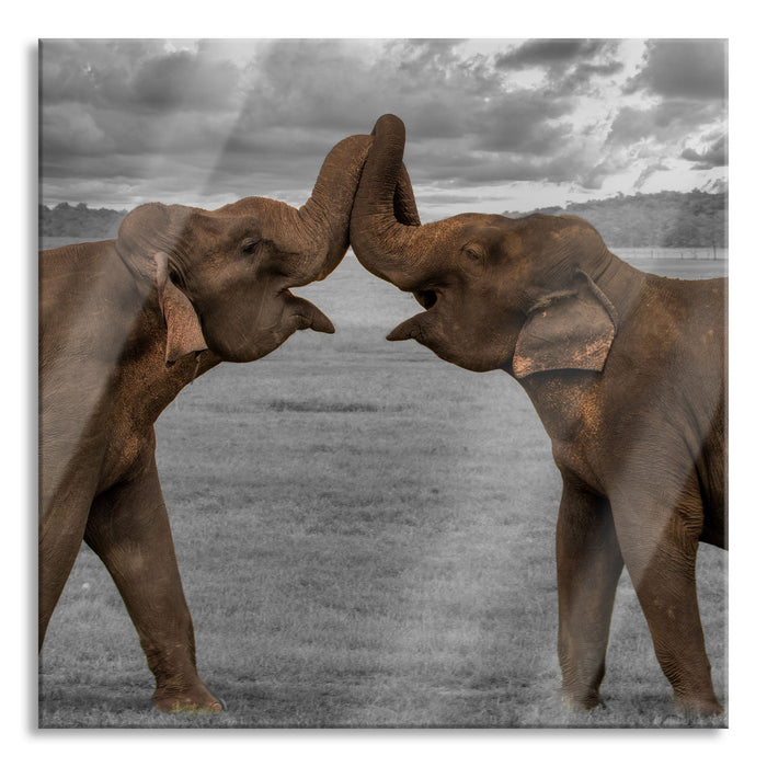 Pixxprint Elefanten Rüssel an Rüssel B&W Detail, Glasbild Quadratisch