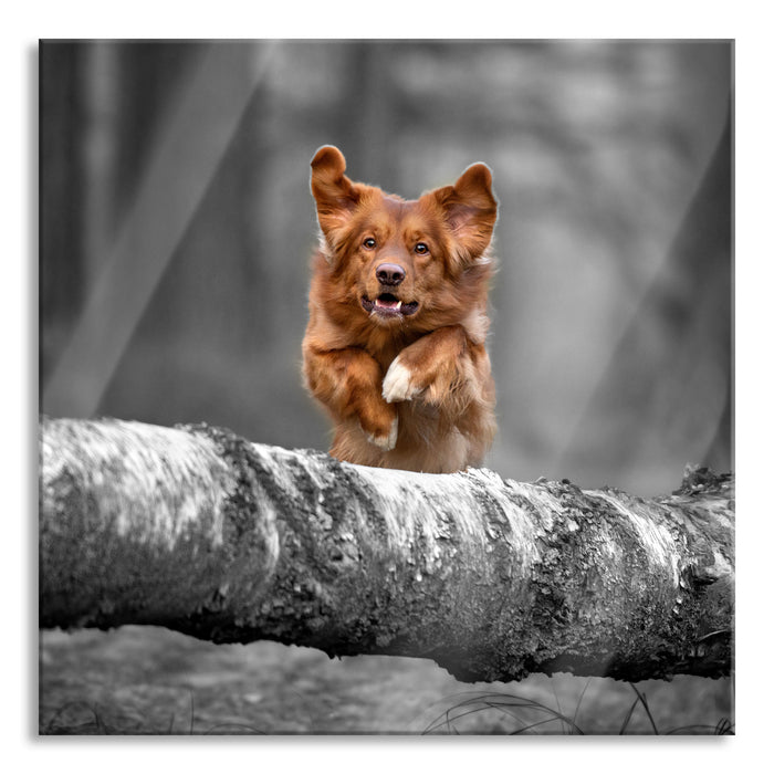 Hund springt über Baumstamm im Wald B&W Detail, Glasbild Quadratisch