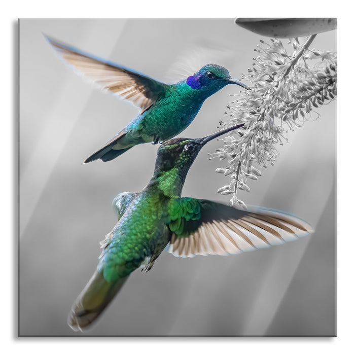 Pixxprint Zwei grüne Kolibris an lila Blume B&W Detail, Glasbild Quadratisch