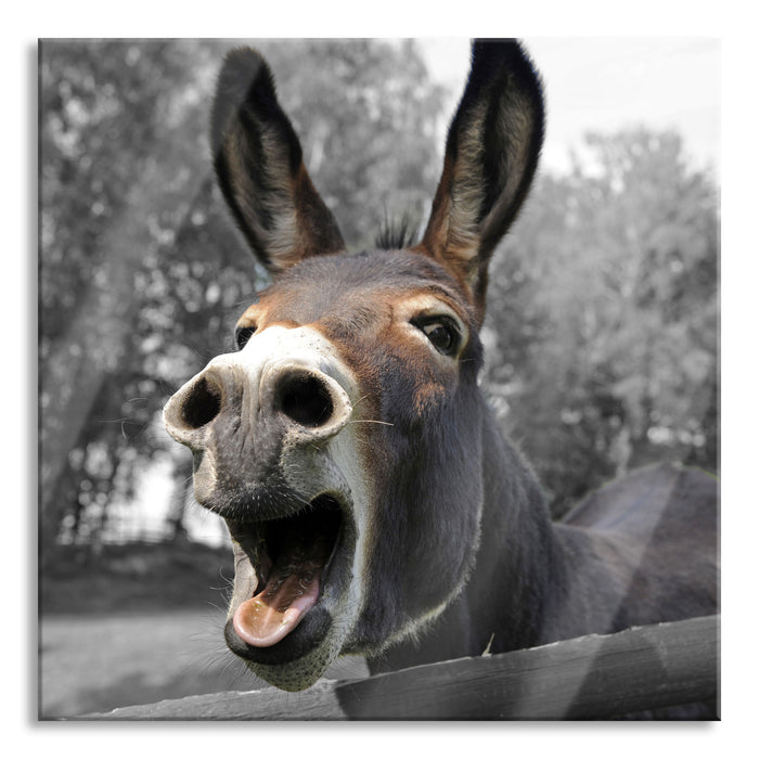 Pixxprint Brüllender Esel im Gehege Nahaufnahme B&W Detail, Glasbild Quadratisch