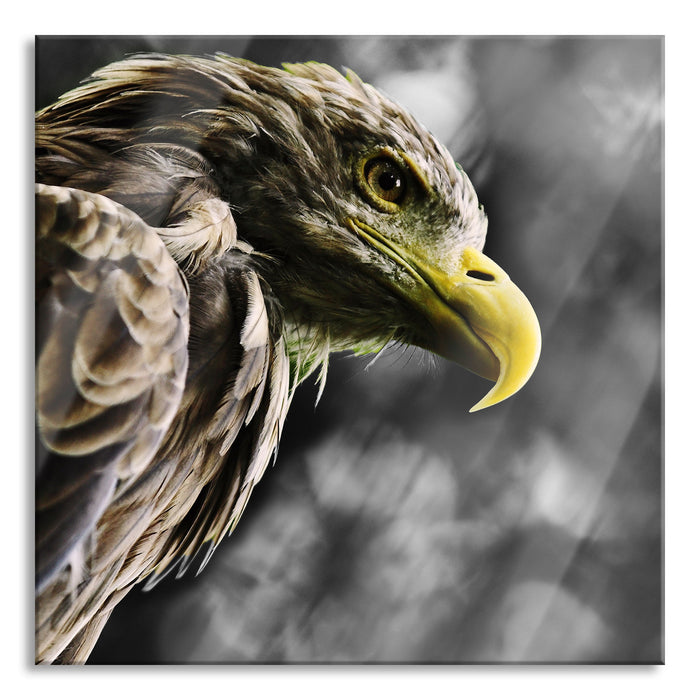 Mächtiger Adler Nahaufnahme B&W Detail, Glasbild Quadratisch