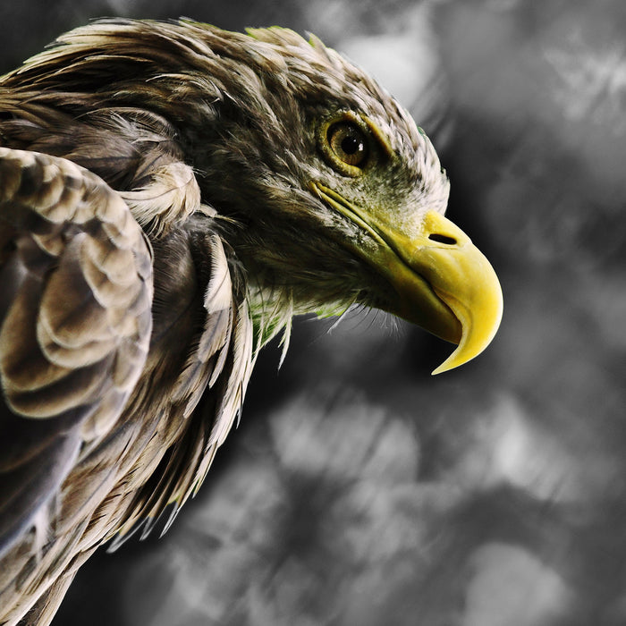 Mächtiger Adler Nahaufnahme B&W Detail, Glasbild Quadratisch