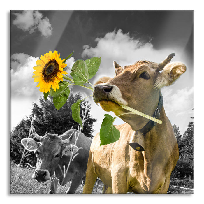 Pixxprint Nahaufnahme Kuh mit Sonnenblume im Maul B&W Detail, Glasbild Quadratisch
