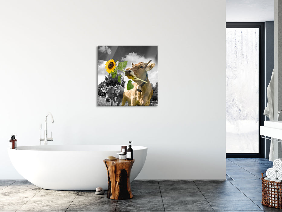 Nahaufnahme Kuh mit Sonnenblume im Maul B&W Detail, Glasbild Quadratisch