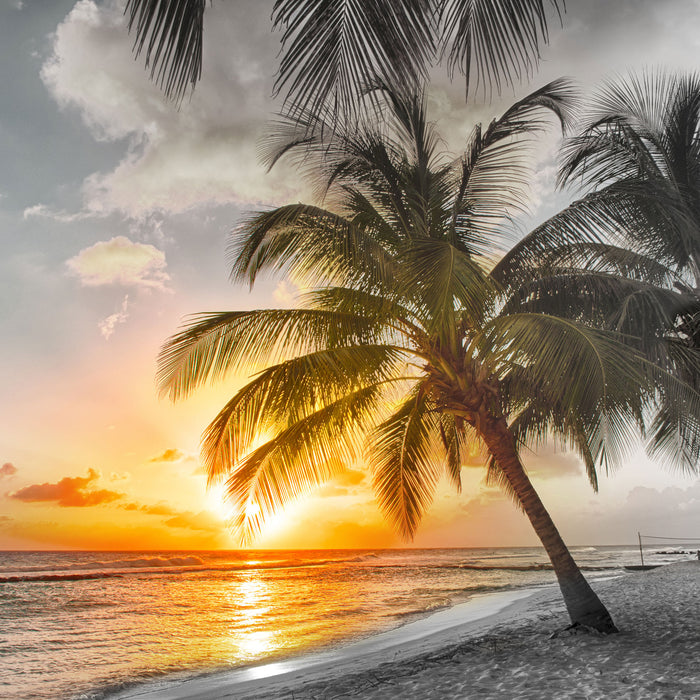 Palmen im Sonnenuntergang auf Barbados B&W Detail, Glasbild Quadratisch