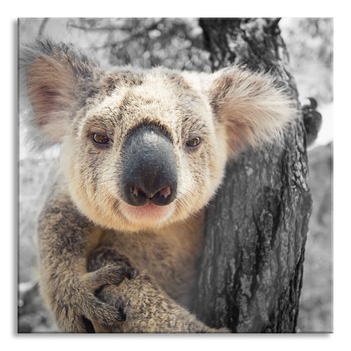 Pixxprint Neugieriger Koala am Baum Nahaufnahme B&W Detail, Glasbild Quadratisch