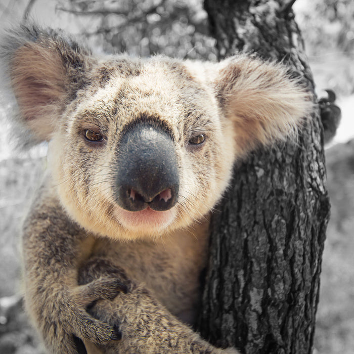 Neugieriger Koala am Baum Nahaufnahme B&W Detail, Glasbild Quadratisch