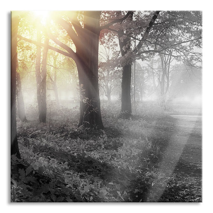 Pixxprint Sonnenstrahlen durch rote Herbstbäume B&W Detail, Glasbild Quadratisch