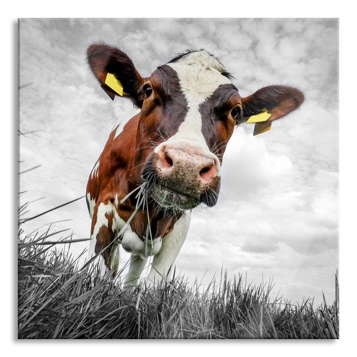 Nahaufnahme Grasende Kuh auf Weide B&W Detail, Glasbild Quadratisch