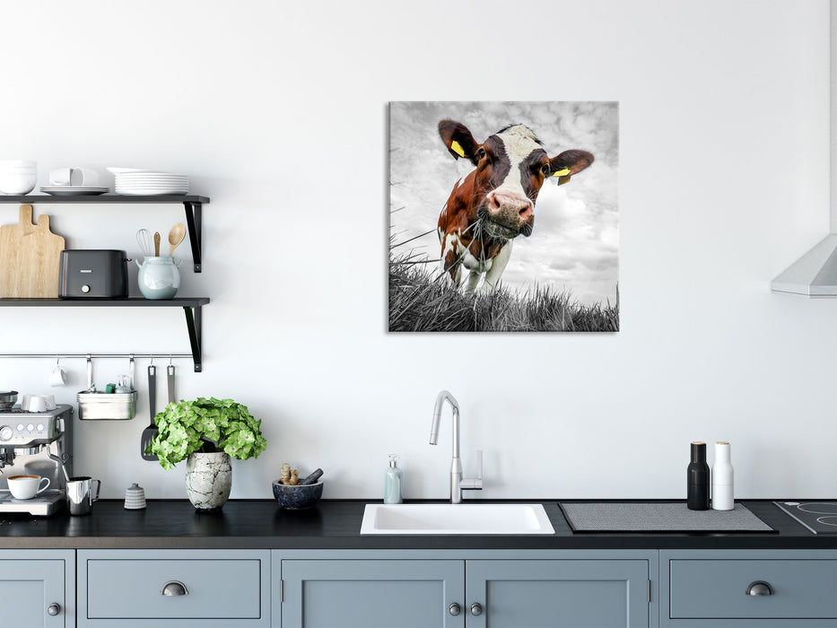 Nahaufnahme Grasende Kuh auf Weide B&W Detail, Glasbild Quadratisch