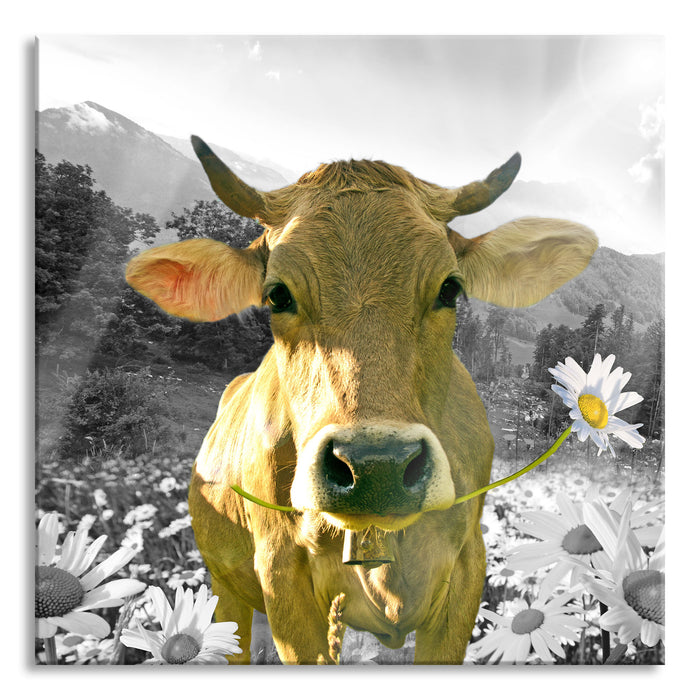 Nahaufnahme Kuh mit Margerite B&W Detail, Glasbild Quadratisch