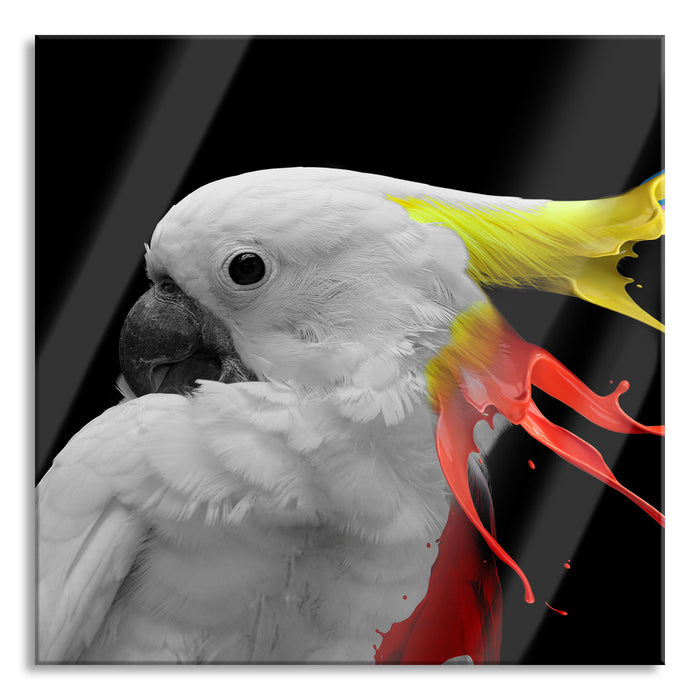 Pixxprint Papagei mit buntem Kamm B&W Detail, Glasbild Quadratisch