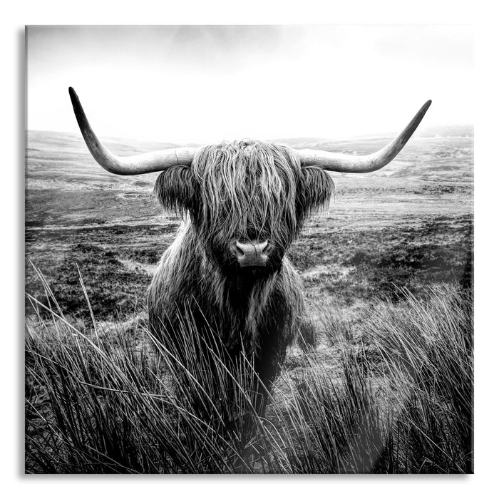 Highland Rind mit großen Hörnern Steppe, Monochrome, Glasbild Quadratisch