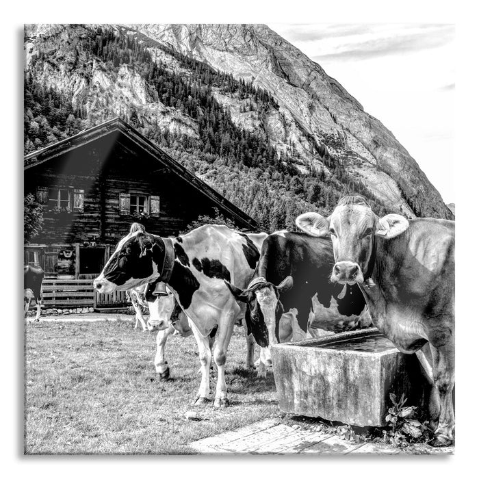Kühe auf Almwiese am Trog, Monochrome, Glasbild Quadratisch
