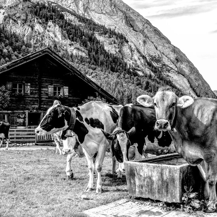 Kühe auf Almwiese am Trog, Monochrome, Glasbild Quadratisch