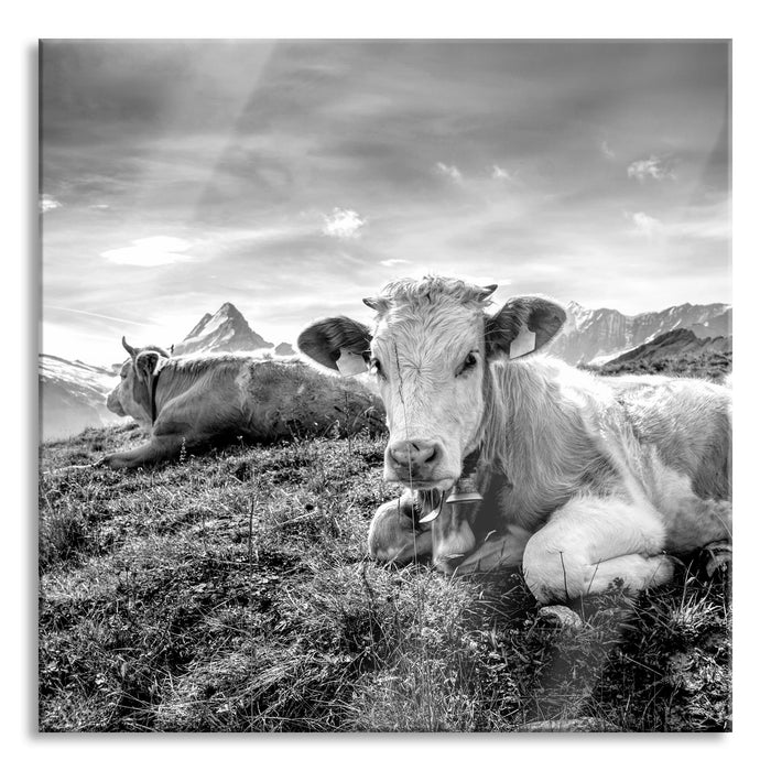 Simmentaler Kühe vor Schweizer Alpen, Monochrome, Glasbild Quadratisch