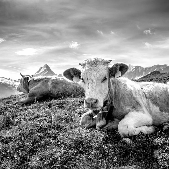 Simmentaler Kühe vor Schweizer Alpen, Monochrome, Glasbild Quadratisch