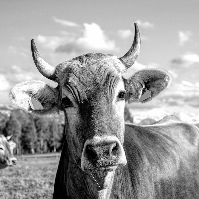 Neugierige Kuh auf Weide im Allgäu, Monochrome, Glasbild Quadratisch