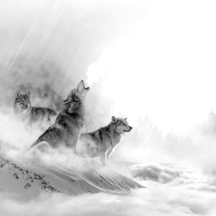 Heulende Wölfe jagen Hirsch im Nebel, Monochrome, Glasbild Quadratisch