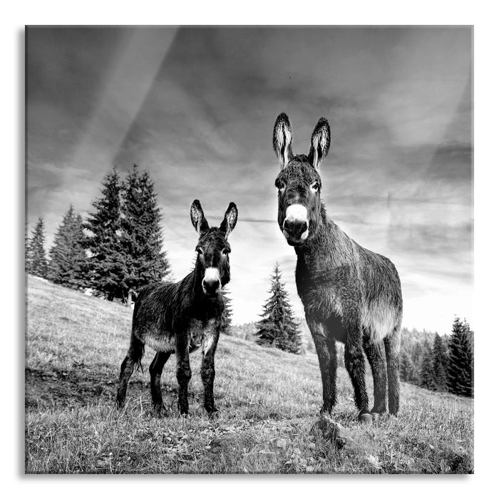 Pixxprint Esel auf Wiese in der Dämmerung, Monochrome, Glasbild Quadratisch