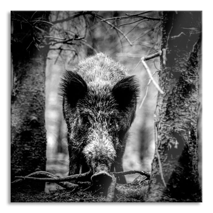 Pixxprint Nahaufnahme Wildschwein im Wald, Monochrome, Glasbild Quadratisch